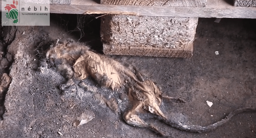 Horrorvideók és milliós bírságok - jövőre még keményebb lesz a Nébih