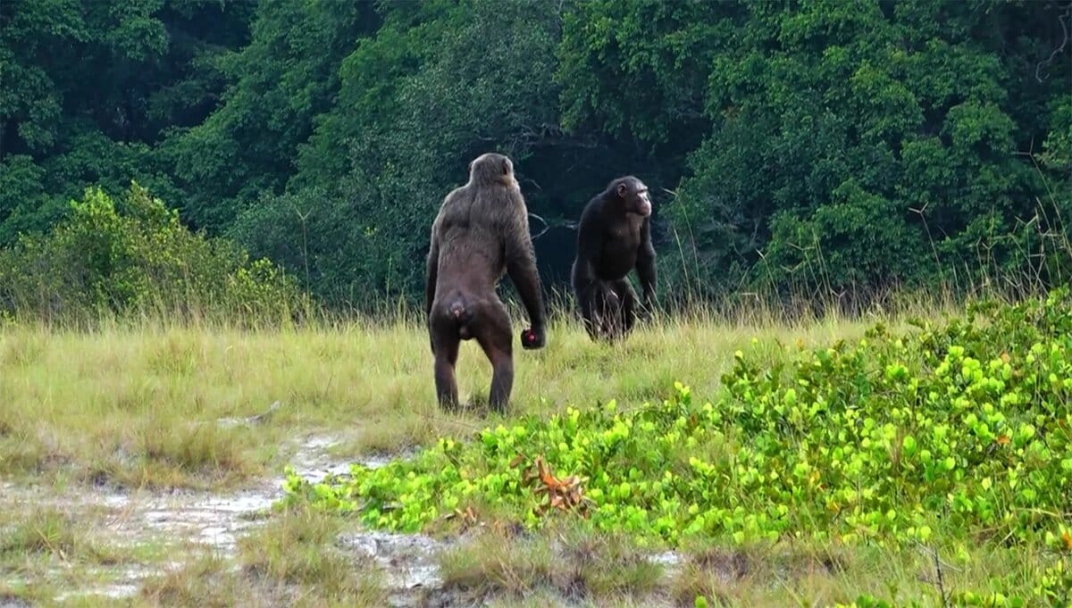 18+: Először dokumentáltak gorillák elleni halálos csimpánztámadást