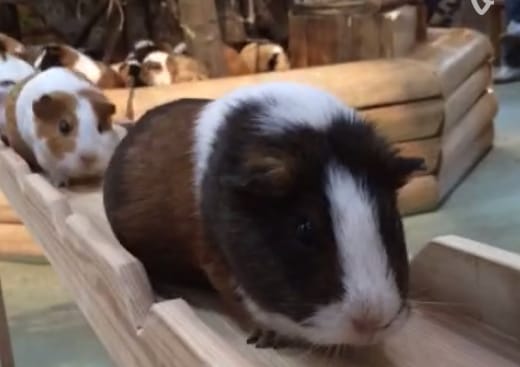 Tucatnyi tengerimalac döcög át a világ legcukibb függőhídján - videó