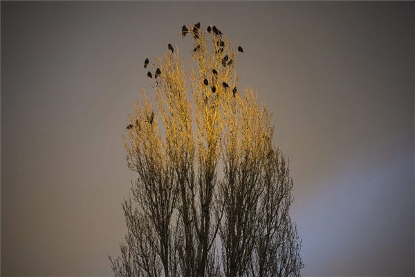A varjak támadásai miatt a postások inkább feladták a kézbesítést Kanadában