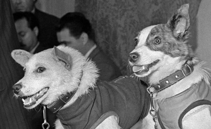 Kutyák, akik elsőként jöttek vissza élve az űrből: 60 éve szállt föl Belka és Sztrelka