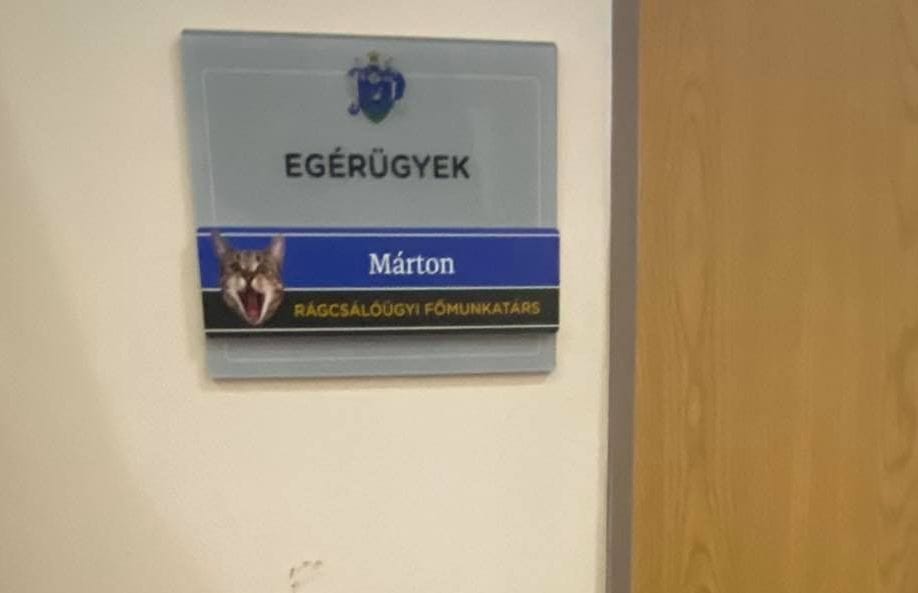 Diósjenőn még rágcsálóügyi főmunkatárs is dolgozik: a Márton nevű mentett macska