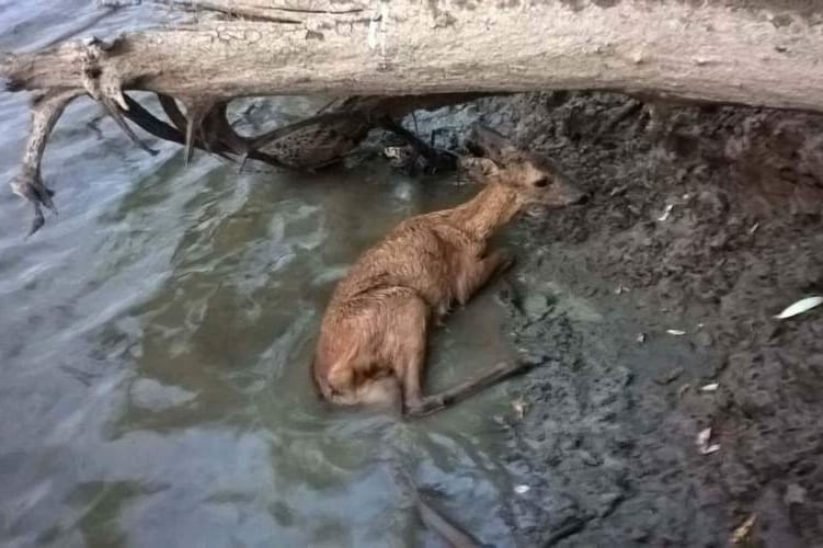 Bajba került őzet mentettek a rendőrök a Tisza-parton - fotó