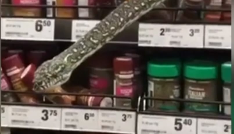 Méretes piton köszönt rá egy vásárlóra egy ausztrál közértben – videó