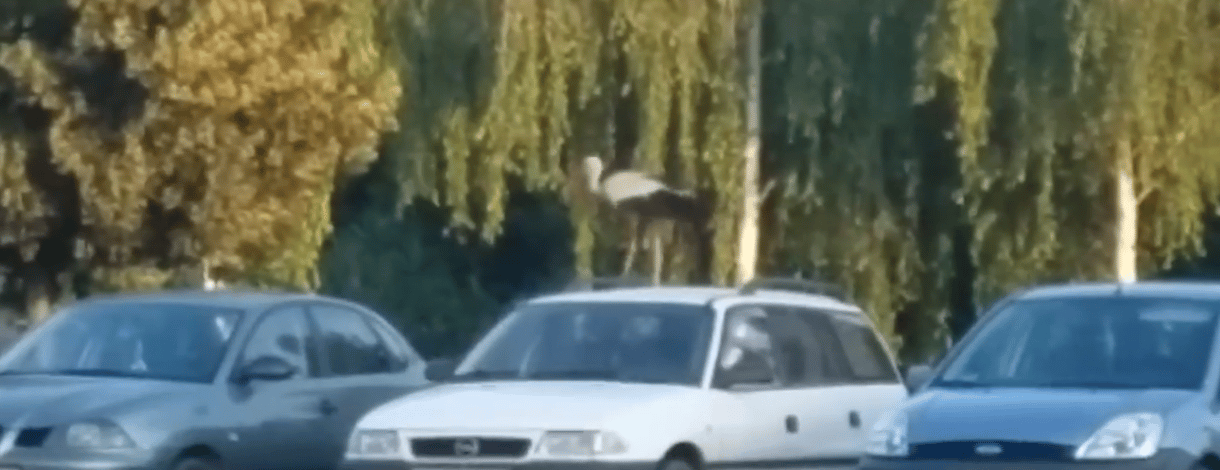 Autókon ugrált egy gólya a Lidl-parkolóban - videó