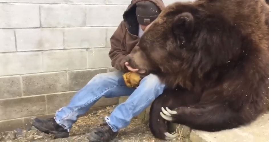 Így vigasztald a medvédet, ha kibukott az orvosi vizsgálattól – videó