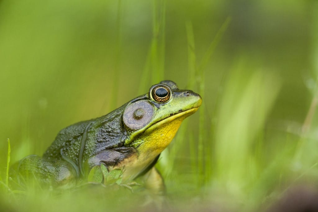 Döbbenetesen sok kétéltűfaj tűnik el, és ez nagyobb baj lehet, mint gondolná