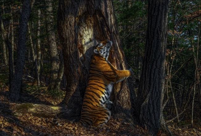 Egy fát ölelő tigris szerepel az év természetfotóján
