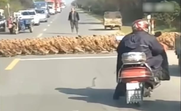 Ilyen az, ha 20 ezer kacsa egyszer csak feltartja a forgalmat – videó