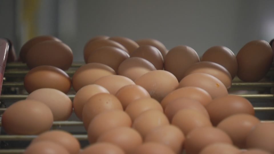 Hiánycikk lehet a tojás – vészmadárkodnak a baromfisok