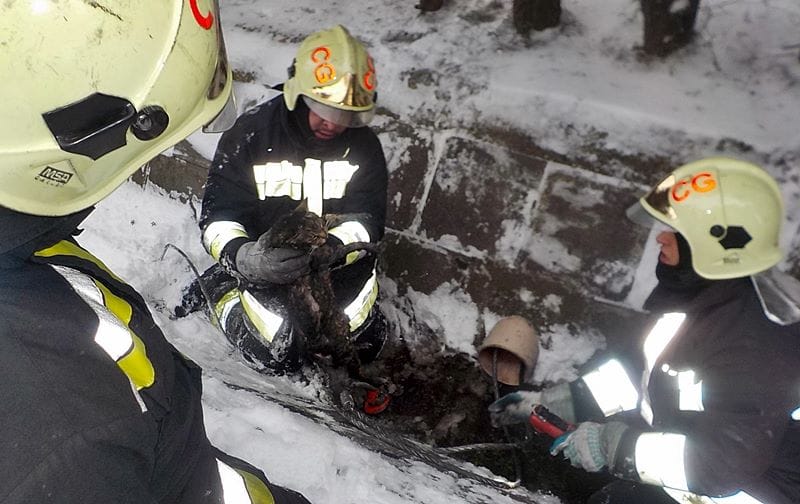 Átfagyott cicát mentettek a ceglédi tűzoltók egy csatornából