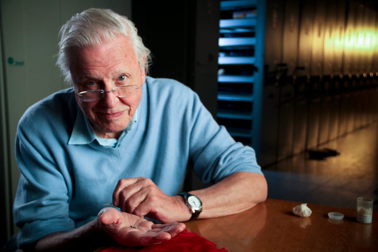 David Attenborough megmutatja a dinólábat, ami megmaradt a pusztító aszteroida becsapódása után