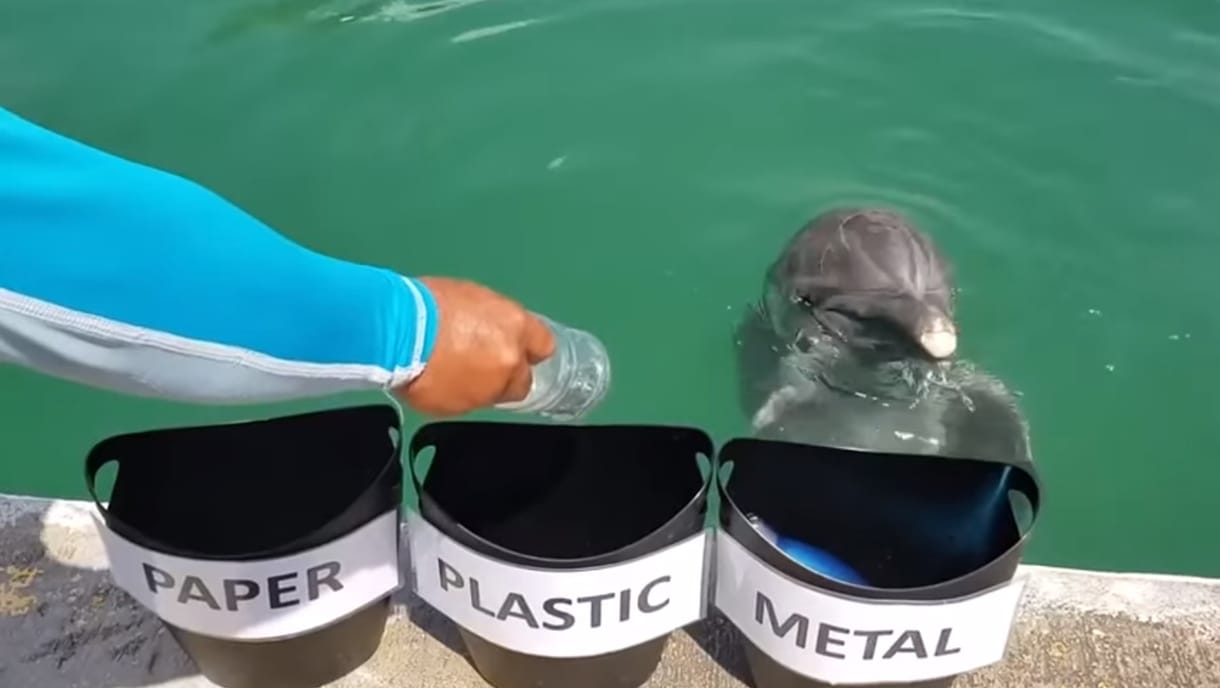 Még ez a delfin is jobban vigyáz a környezetre, mint a legtöbb ember