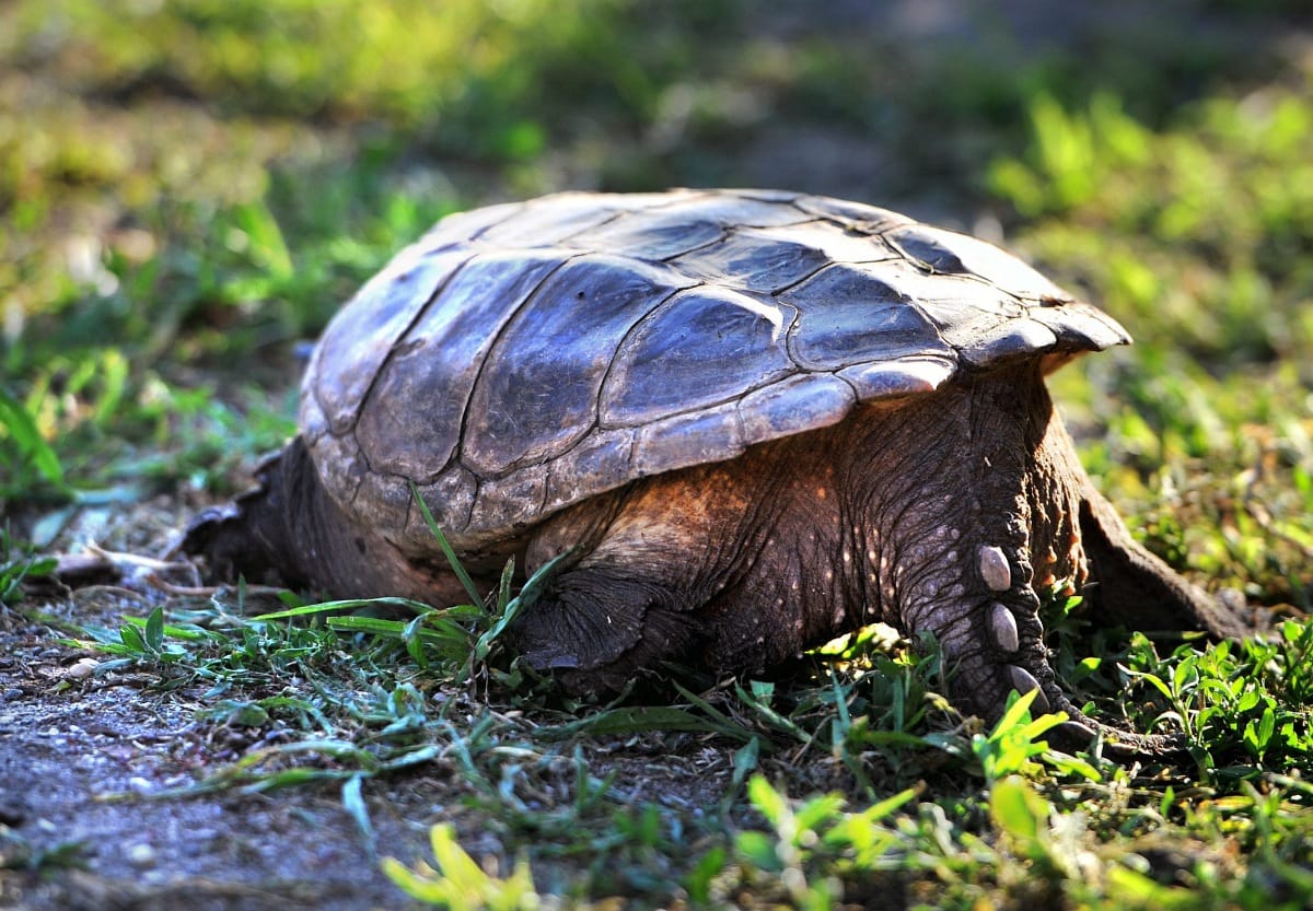Újabb aligátorteknős riogat Pest megyében