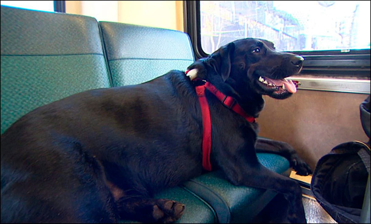 Fotó: A labrador, aki egyedül is buszra száll