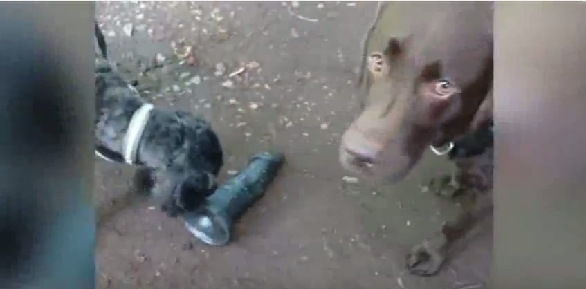 Mindenki szakadt a röhögéstől, amikor meglátták, mit talált a kutya - videó
