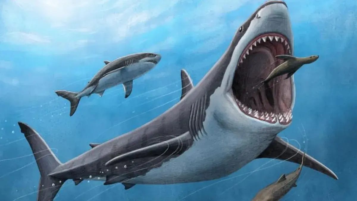 Melegvérű lehetett a 15-20 méter hosszú, hatalmas őscápa, a megalodon