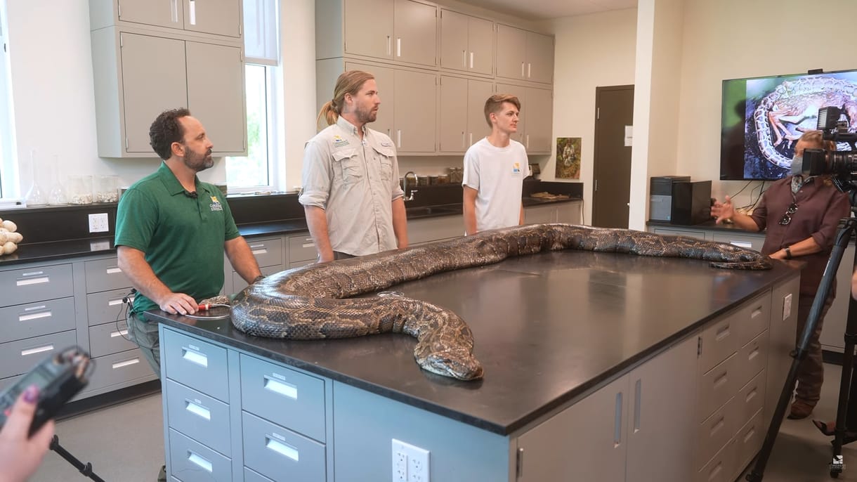 Majdnem százkilós piton került elő Amerikában, 122 tojás is volt benne – videó