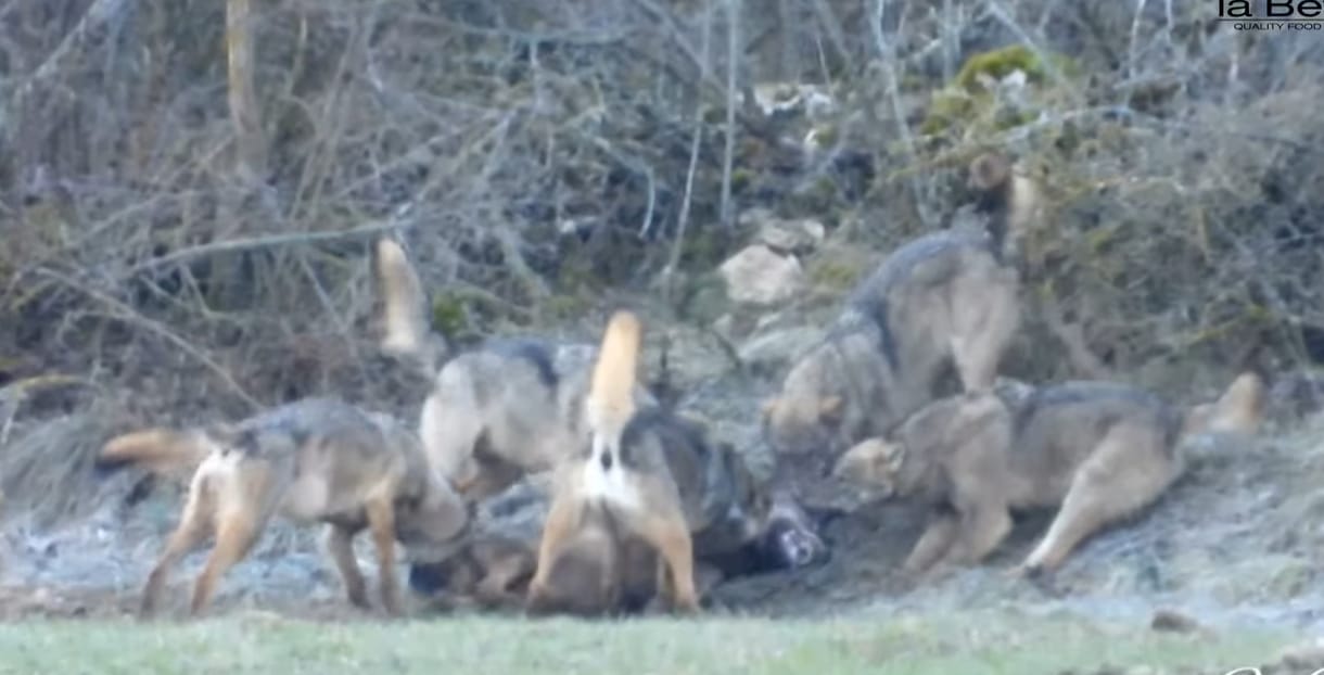 Felkavaró képek: videón, ahogy véresre marcangolja kivülálló fajtársát egy farkasfalka