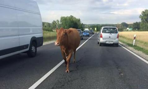 Tehén és szamarak a 10-es úton és környékén