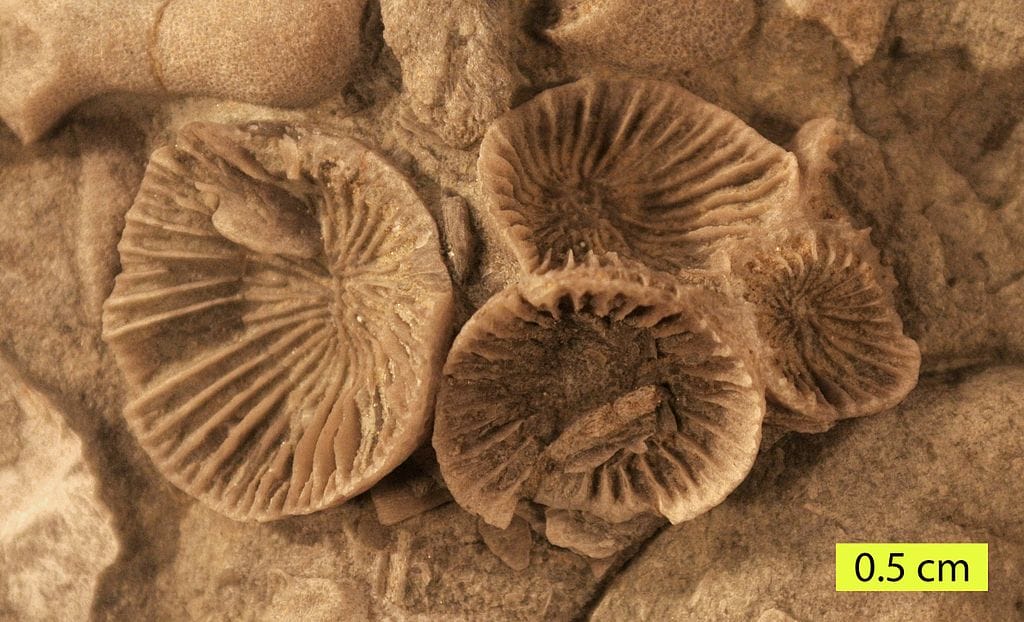 Több tízezer fosszíliát találtak Angliában, 167 millió évesek