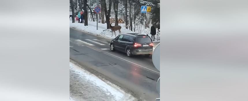 Zebrán kelt át egy szarvas - tanítani való módon viselkedett mindkét fél