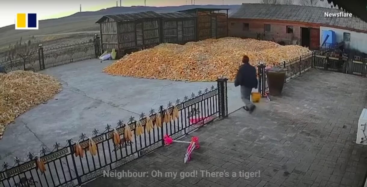 Rémisztő videón, ahogy egy idős ember megúszik egy tigristámadást