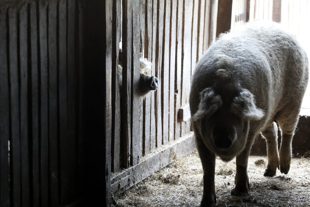 Ilyen még nem volt, francia húsosok áradoznak a göndörszőrű magyar mangalicáról