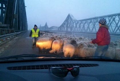 Juhokat terelt egy autópályahídra egy román pásztor – fotó