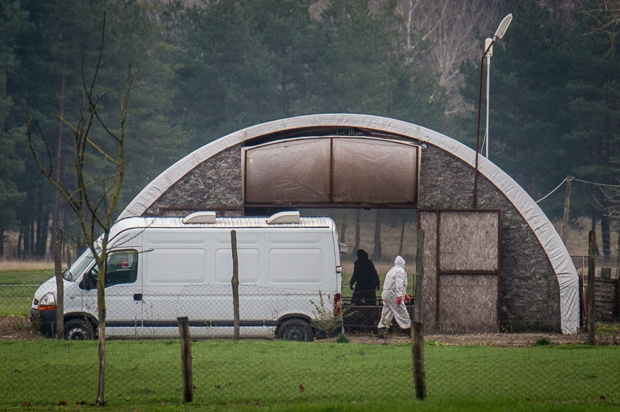 Újra megjelent a madárinfluenza Békés és Csongrád-Csanád megyében