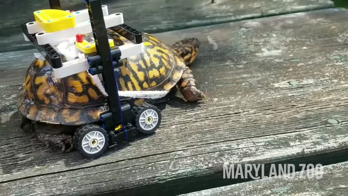 Ennél szívmelengetőbb már nem lesz a héten: legóból építettek spéci kerekesszéket a sérült teknősnek – videó