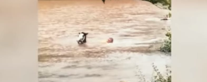 Kimentette lovát az árvízből a hős walesi – videó