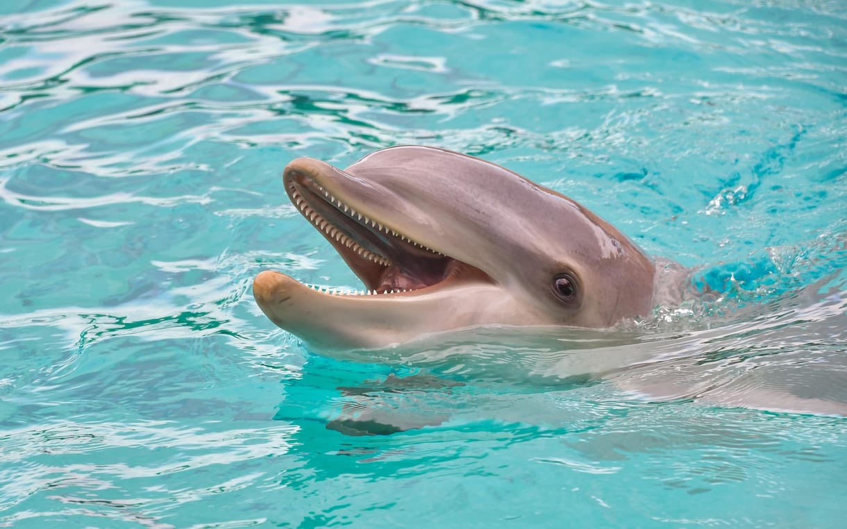 Szexéhes delfin terrorizálja a japán strandolókat