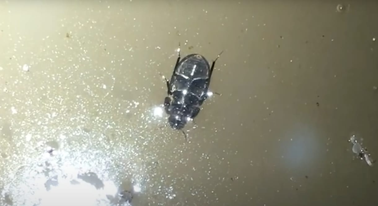 Először sikerült videóra venni, hogy a vízfelszínen fejjel lefelé sétál egy bogár