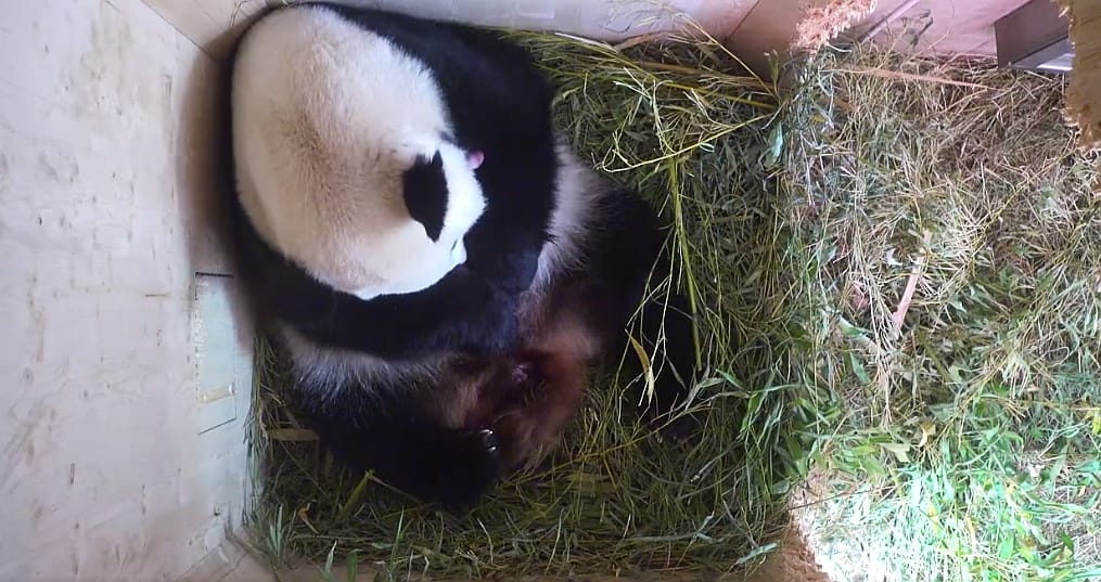 Itt az első színes videó a Bécsben született pandabébiről