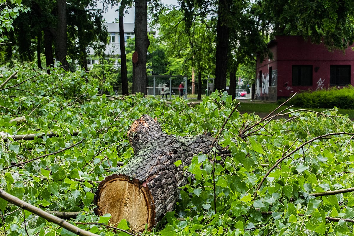 Csak egy év múlva lesznek végleges tervek a Városligetre
