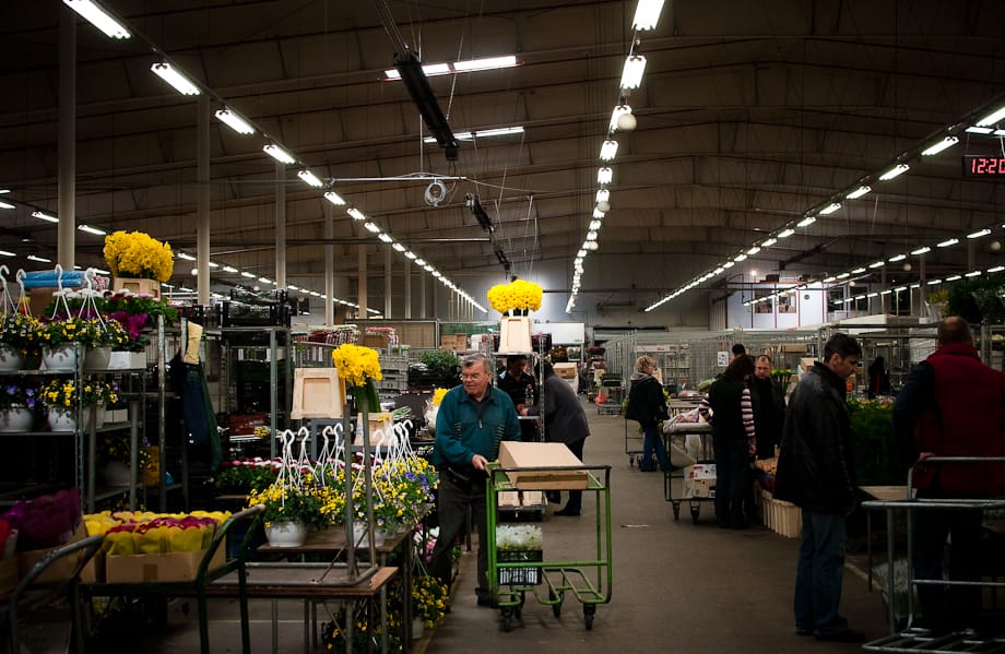 Megszállták az adóellenőrök a nagybani virágpiacokat