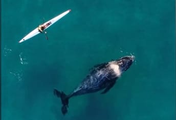 Egy kíváncsi bálna szegődött a kajakos nyomába Sydney partjainál – videó