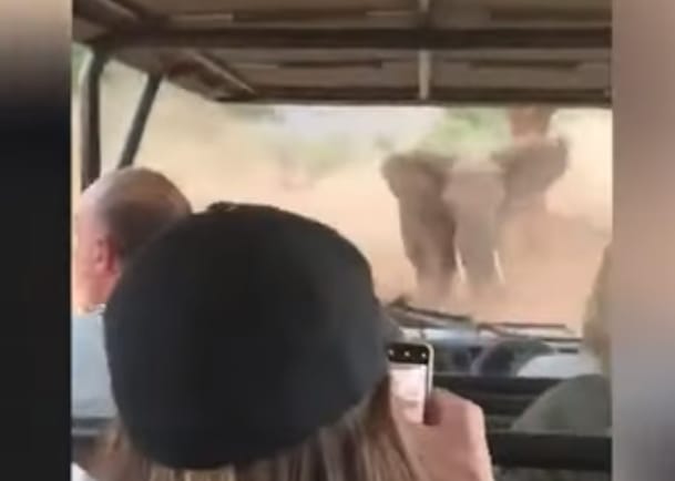 Hajmeresztő videó készült egy turistákat üldöző dühös elefántról