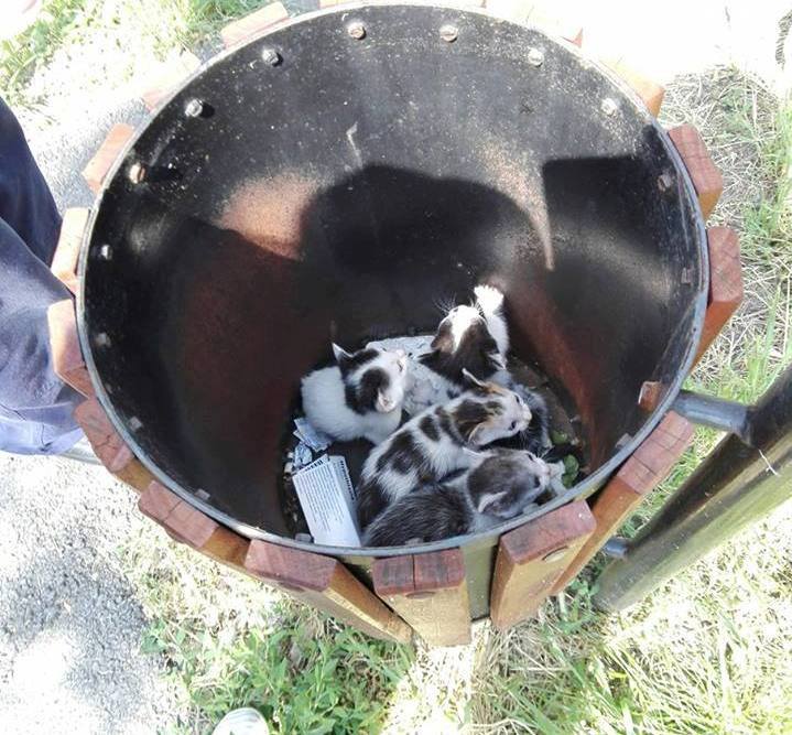 Fotó: Kidobták egy köztéri kukába a nemrég született kiscicákat