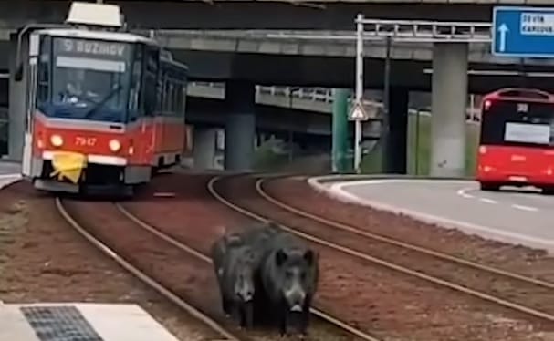 A sínen sétálgató vaddisznócsalád miatt állt a villamosközlekedés Pozsonyban - videó