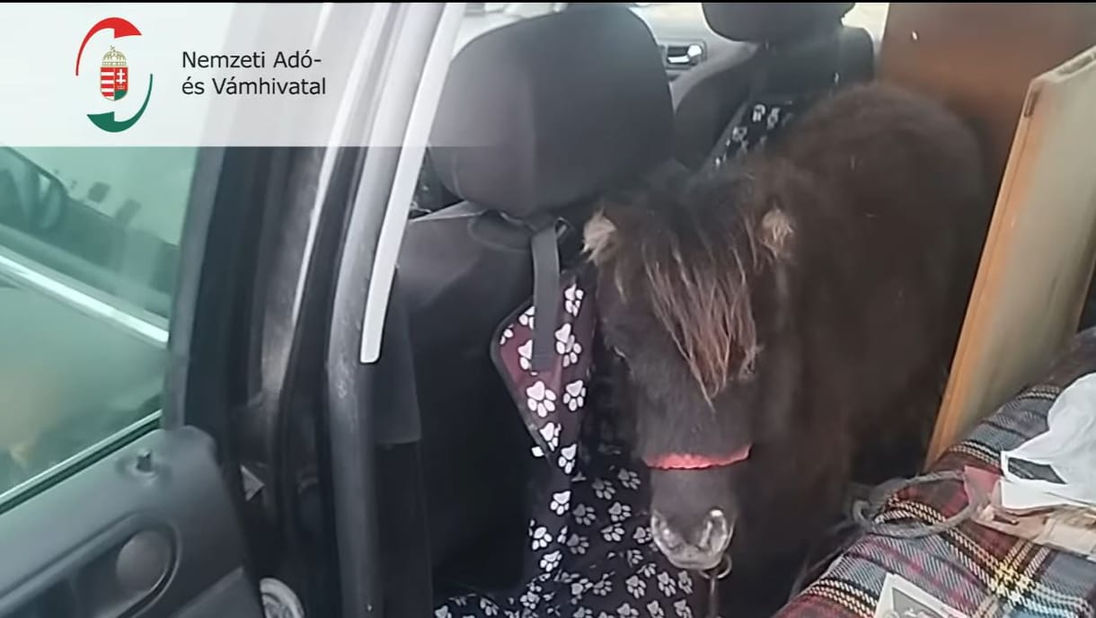 Kutya helyett pónilovakat találtak a pénzügyőrök egy autóban az M3-ason – videó