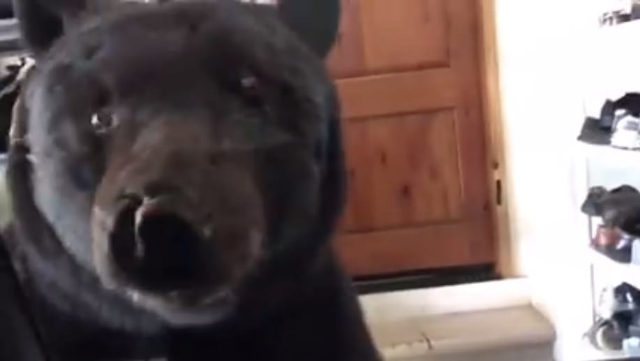 Egy hírhedt medve várta a garázsban az autójában rekedt nőt – videó