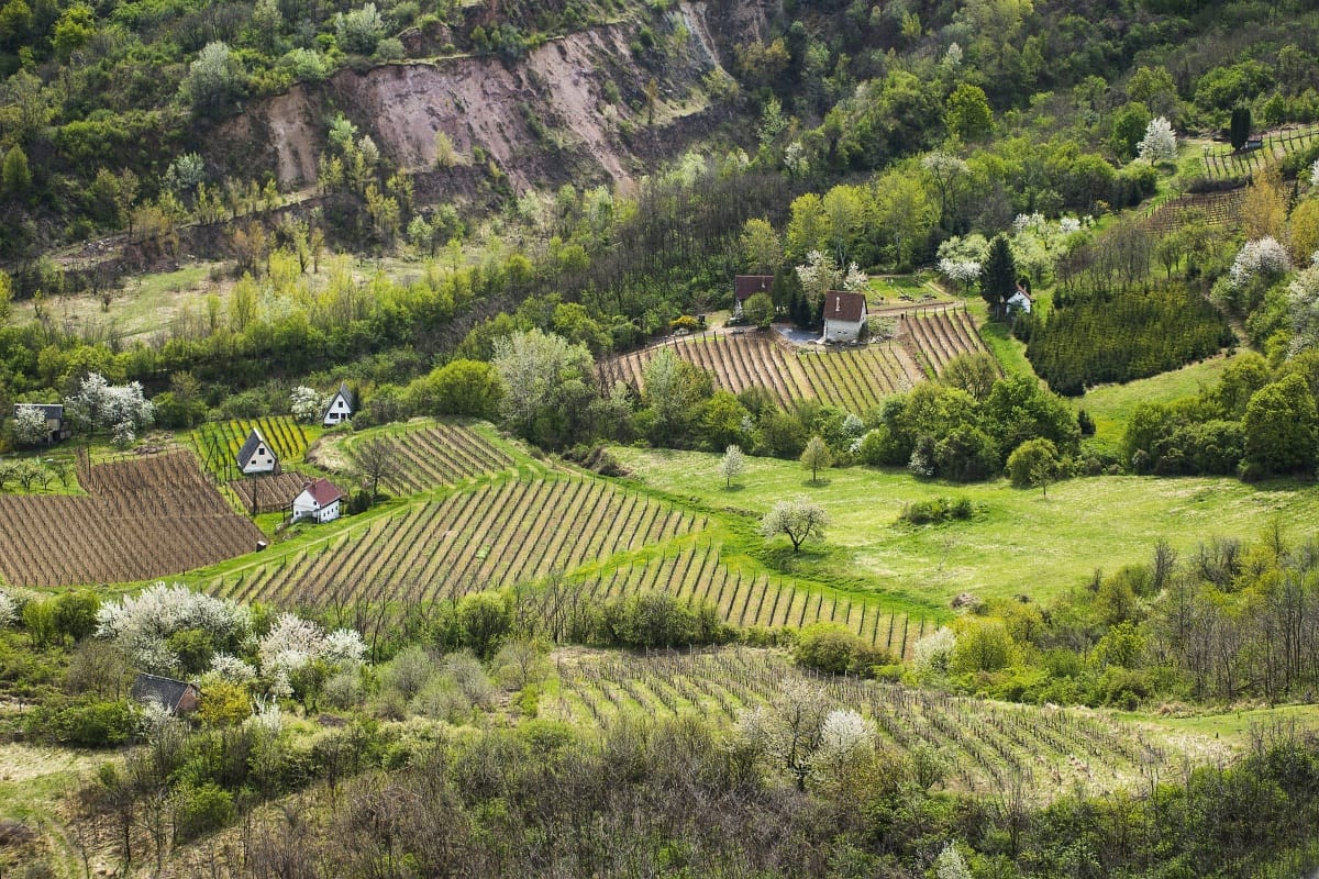 Kedvezményesen adták oda a Tokaj nevet az állami milliárdokkal kitömött szállodásnak