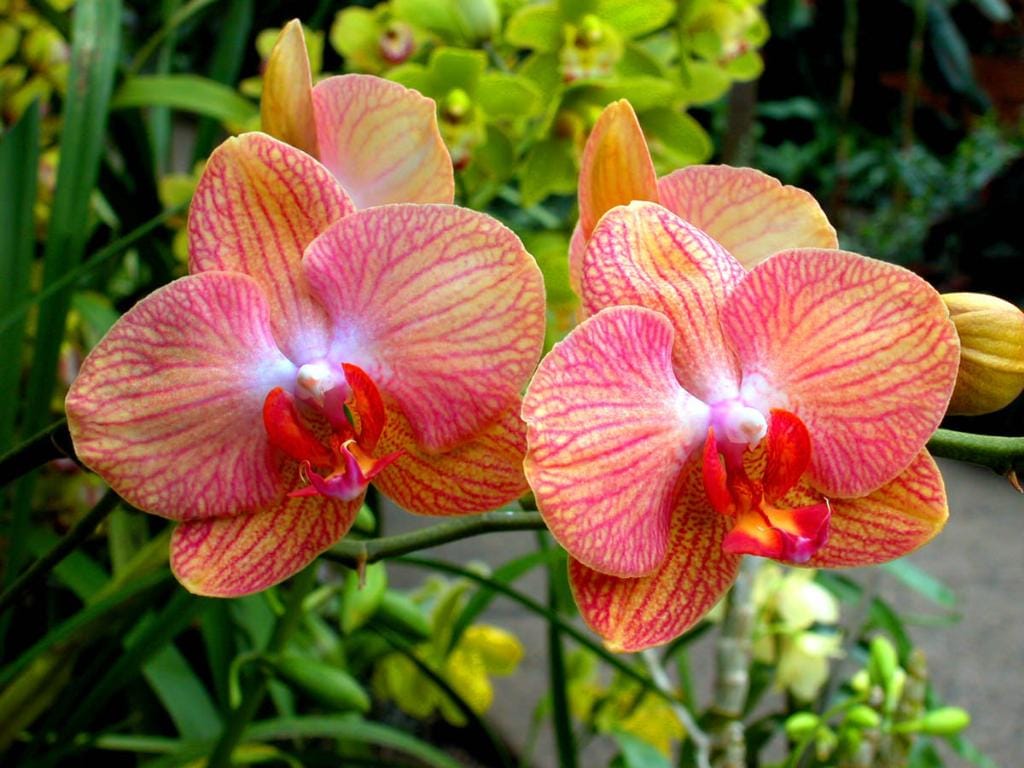 Kertész tippek - Hogyan neveljünk otthon orchideát?