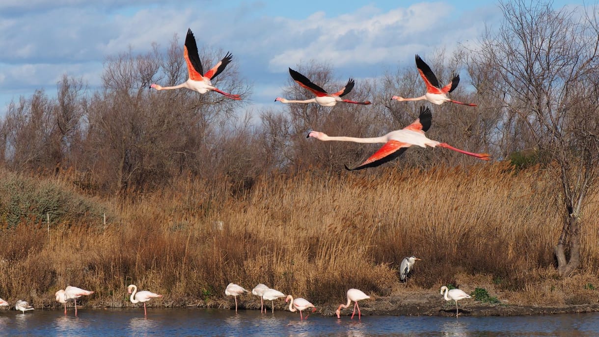 Három-négy tagú baráti társaságokba verődnek a flamingók, betegségben is kitartanak egymás mellett