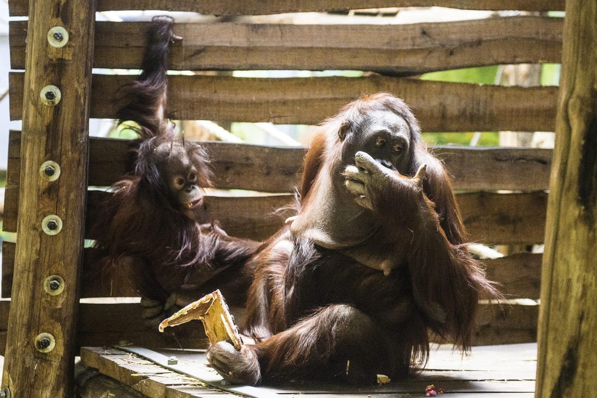 Az emberi beszédet utánozza Rocky, az orangután