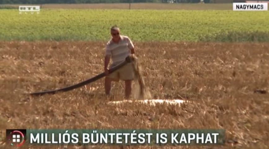 Trágyabűzben fuldoklik Nagymacs, milliós büntetést kaphat a sertéstelep