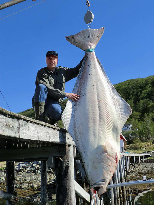 Gigantikus lepényhalat fogott egy horgász - fotók
