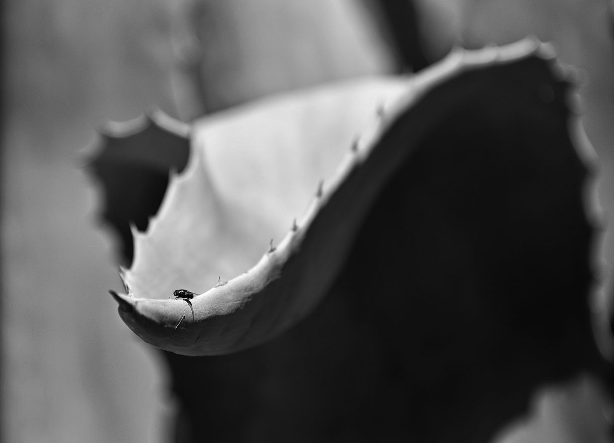 Edward Weston: „Fénykép készítése előtt tájékozódni a kompozíció szabályairól, olyan, mint a gravitáció törvényeiről, mielőtt sétálni indulnánk.